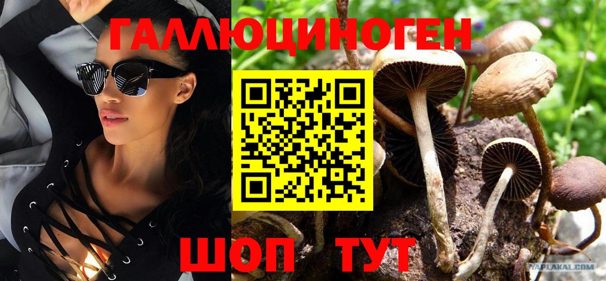Урус-Мартан  Галлюциногенные грибы Psilocybe  Вход с VPN 